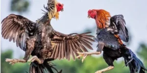 kinh nghiệm chơi đá gà KUBET