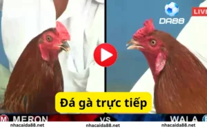 đá gà trực tuyến KUBET